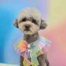 멍린이 대공원 이미지