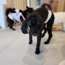 성수퍼피 이미지