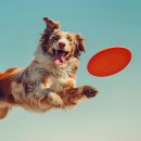 하얀강아지 이미지