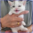 로얄펫 강아지분양 고양이분양 전주본점 | 전주 강아지 분양의 특별한 경험, 로얄펫의 차별화된 서비스