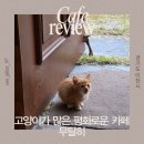 (주)국가정원반려식물연구소 | 경기도 이천 카페 무탈히 | 아늑한 분위기 디저트 맛집 (ft. 아기고양이 천국)