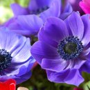 아네모네 이미지