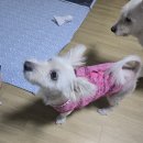 피포스 | 화성구현(메컵완)+식완구매+피포스47바디후기+체인소맨:레제 극장판후기(2회차)+오비츠3(플레이브구현...