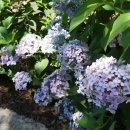 조수초등학교 이미지