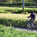 쌀과보리 이미지