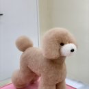 아미고펫 이미지