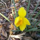 양지꽃펜션 이미지