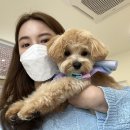 킁킁펫살롱 네이버블로그