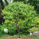 21대 이재명 대통령은 국민에게 무슨 나무를 심을까-한국고유종 구상나무 노태우, 김대중 , 산딸나무 김영삼 대통령 이미지