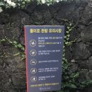 돌미로 | 제주도 미로 메이즈랜드 후기 및 성인 기준 난이도