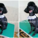 강변애견미용호텔 이미지