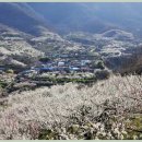 순천향매실마을 이미지