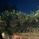 오월향가 이미지