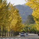 중국단풍길 이미지