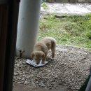 업동이네 이미지