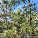 송화농장 이미지