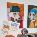 댄디애견 이미지