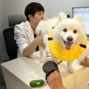 동물병원 이음 이미지