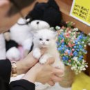 미니펫 강아지분양 고양이분양 수원점 이미지