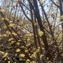 The 산수유 | KTX 전남 구례 봄여행 코스 (1) | 산수유마을 개화 상황, 숨은 산수유 꽃길, 축제 부스 추천