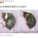 롱바이창펀