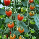 연당조전로 이미지