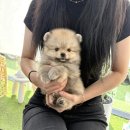 야옹아 멍멍해봐 삼각점 | [공지] 광주강아지분양 광주고양이분양 '분양중인 아가들🤍'[야옹아멍멍해봐 삼각점]