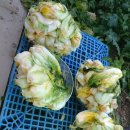 복동농장 이미지