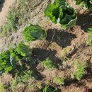 윤우농장 이미지