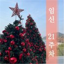 하밍핏 | [임신 21주차] 바이하밍 임산부 와이드청바지 일자핏 임부복바지 / 20주 임산부 배크기