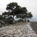 파사성 소나무 이미지