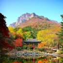 백양사 Daum카페