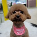꽃개애견미용 이미지