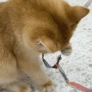 냥이 싸롱 이미지