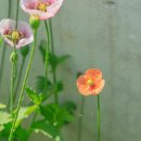 드니오니 이미지