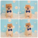 댕그루밍 이미지