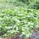 애플펜션 이미지