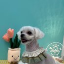 멍블리즈 이미지