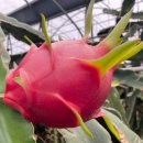 제주특별자치도 농업기술원 이미지