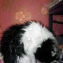 개거품그루밍 이미지