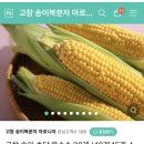 송이네농장 | 초당옥수수 후기 - 고창 송이네