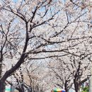 남원여인숙 | 국내봄여행지 추천 남원 여행 소리길 먹거리 벚꽃축제 정보