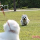 똥꼬발랄 이미지