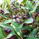 등대와올레길 이미지