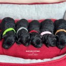 남양주켄넬 이미지