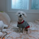 MS동물병원 이미지