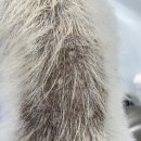 왈로하그루밍 이미지