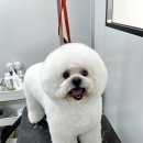 네오펫 이미지