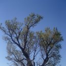 은행나무마을 이미지