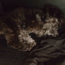 개꿀이발소 이미지